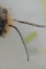 Andrena scotica